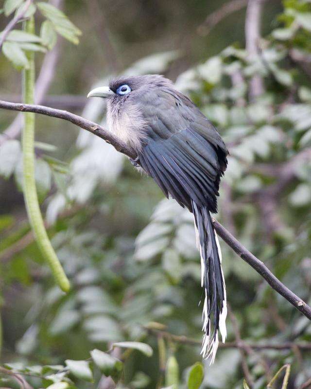 Image of Blue-faced Malkoha