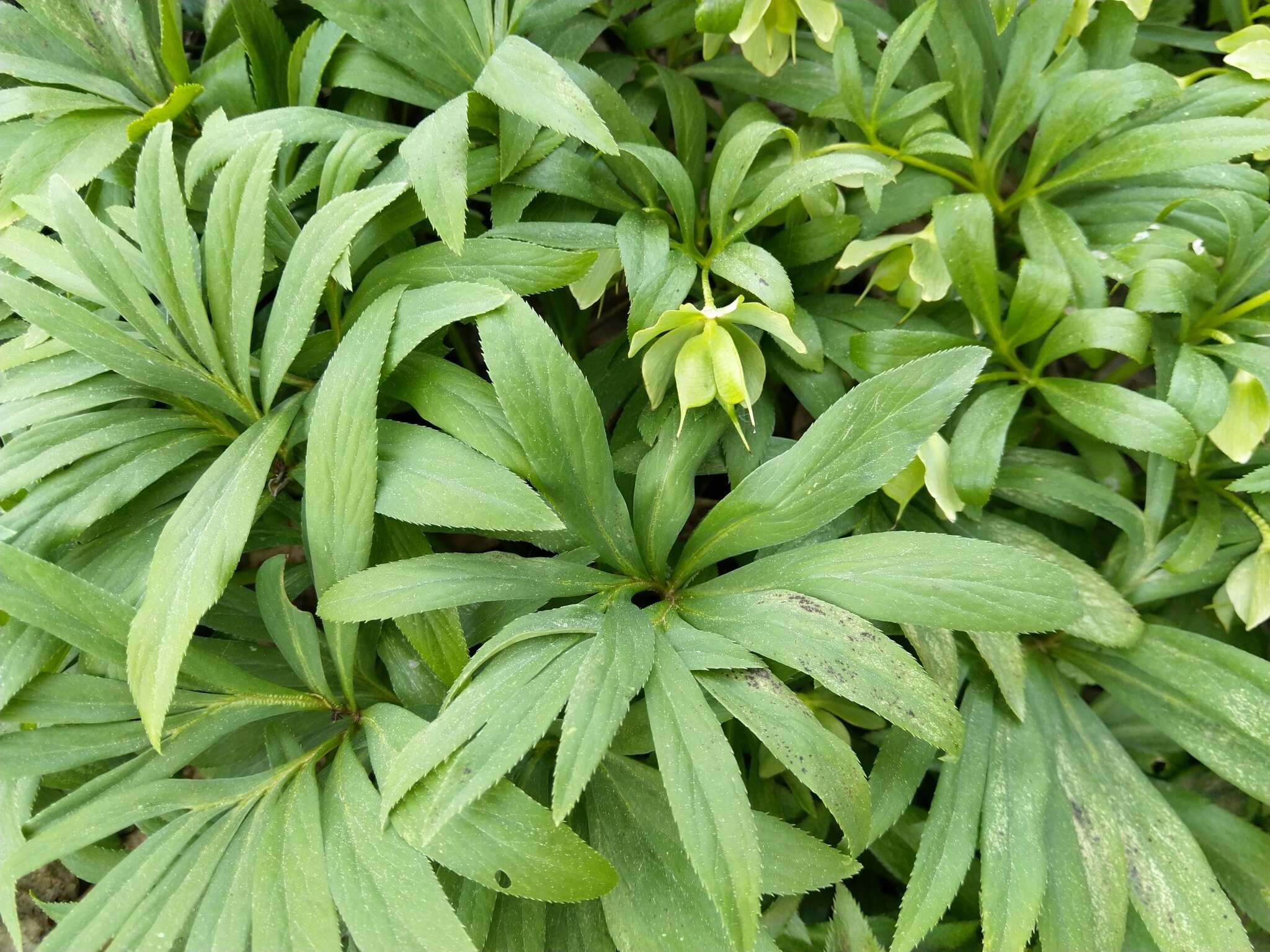 Image of Helleborus dumetorum W. & K. ex Willd.