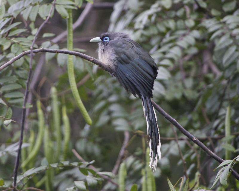 Image of Blue-faced Malkoha