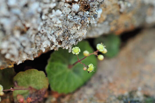 Image of Crassula umbella Jacq.