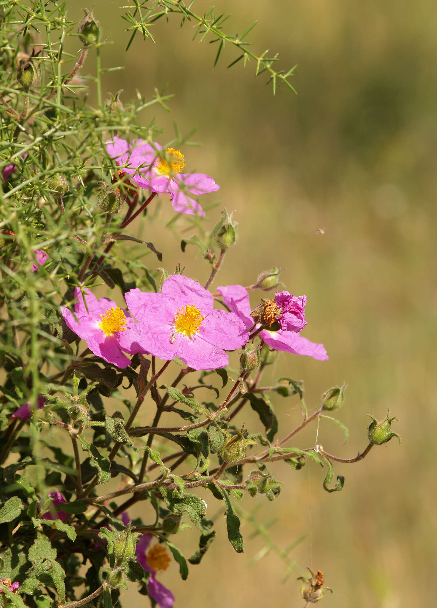 Image of Cistus creticus L.