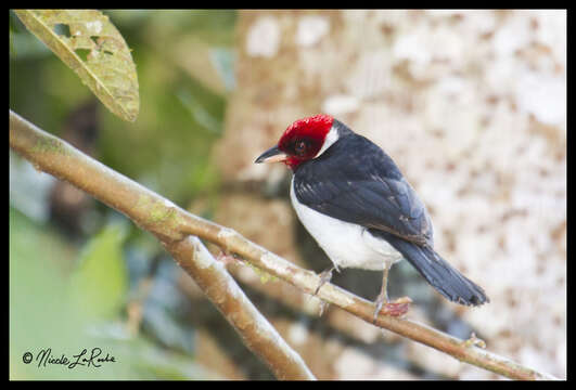 Image of Red-capped Cardinal