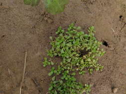 Image of Nuttall's Water-Starwort