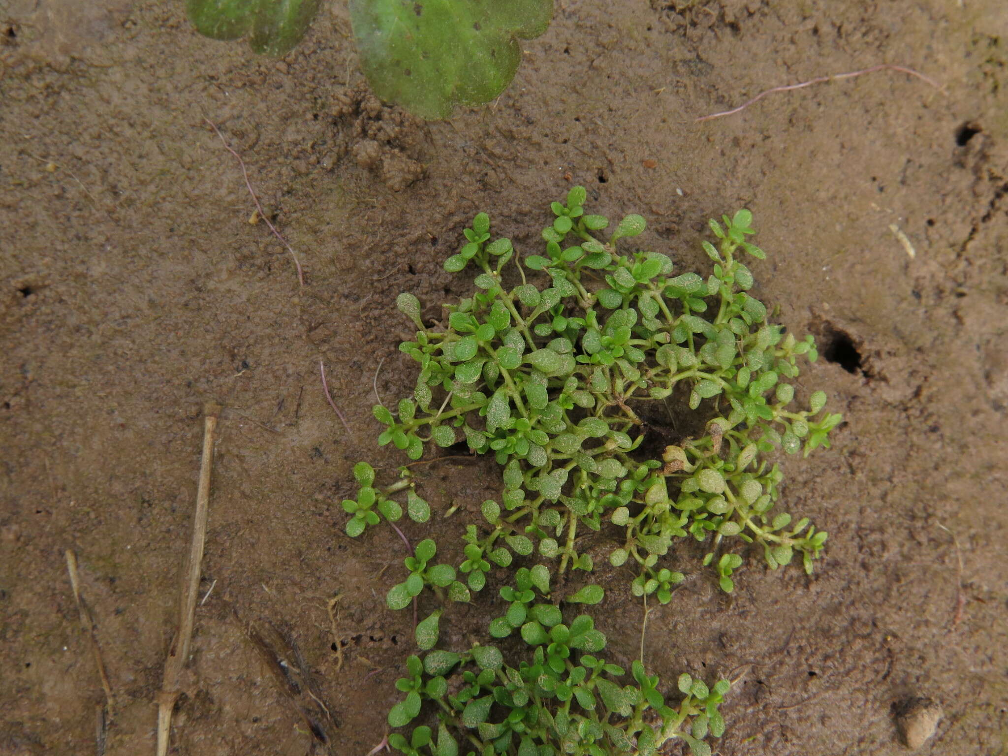 Image of Nuttall's Water-Starwort