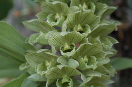 Image of Clowesia dodsoniana E. Aguirre