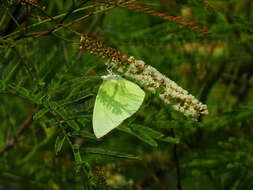 Image of Senegalia chundra (Roxb. ex Rottler) Maslin