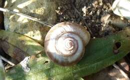 Image of dune snail