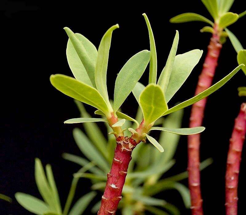 Слика од Euphorbia dendroides L.