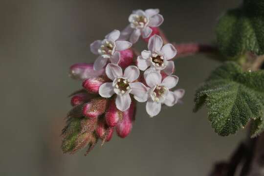 Sivun Ribes malvaceum Sm. kuva