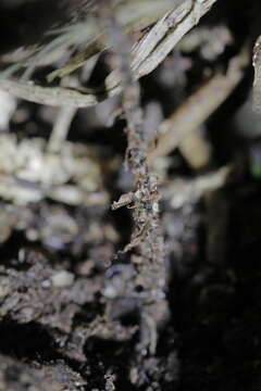 Image of Dryopteris pseudocaenopteris (Kunze) Li Bing Zhang