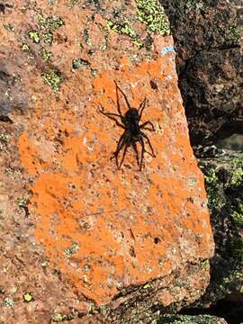 Image of Pardosa labradorensis (Thorell 1875)