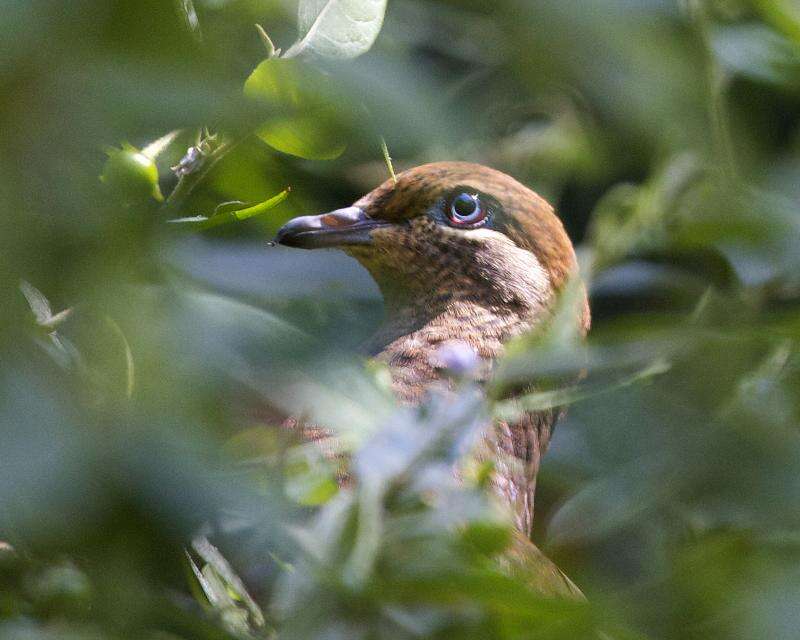 Image of Brown Cuckoo-Dove