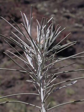 Plancia ëd Parolinia ornata Webb