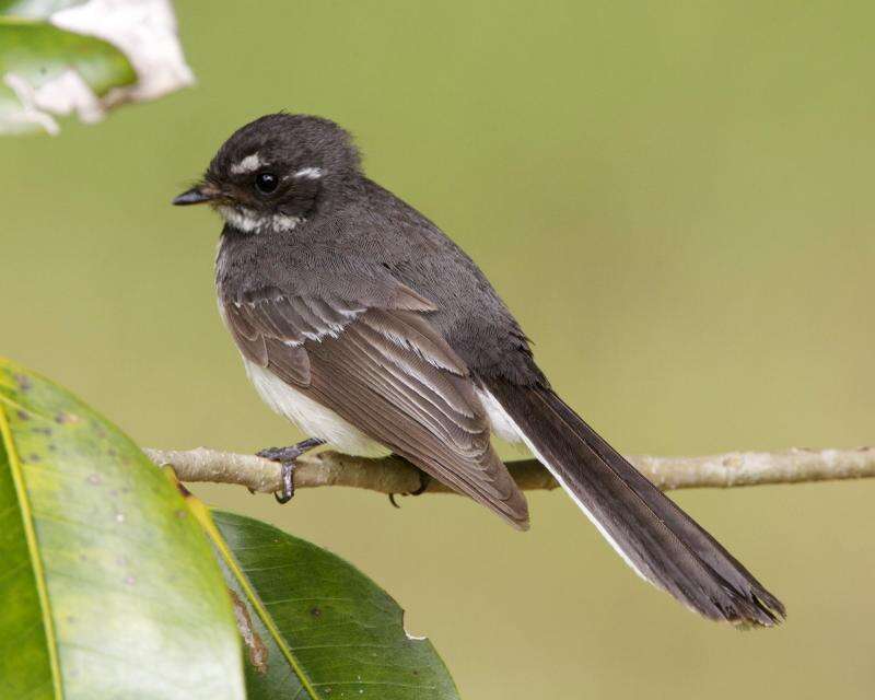 Image of Grey Fantail