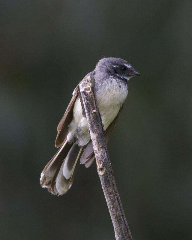 Image of Grey Fantail