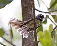 Image of Grey Fantail