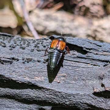 Image of Tachinus (Tachinus) fimbriatus Gravenhorst 1802