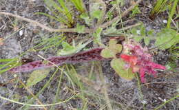 Image of Red Viooltjie