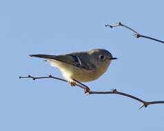 Image of goldcrests and kinglets