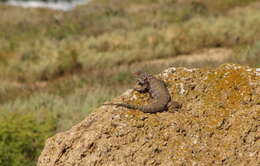 Sivun Sceloporus zosteromus rufidorsum Yarrow 1882 kuva