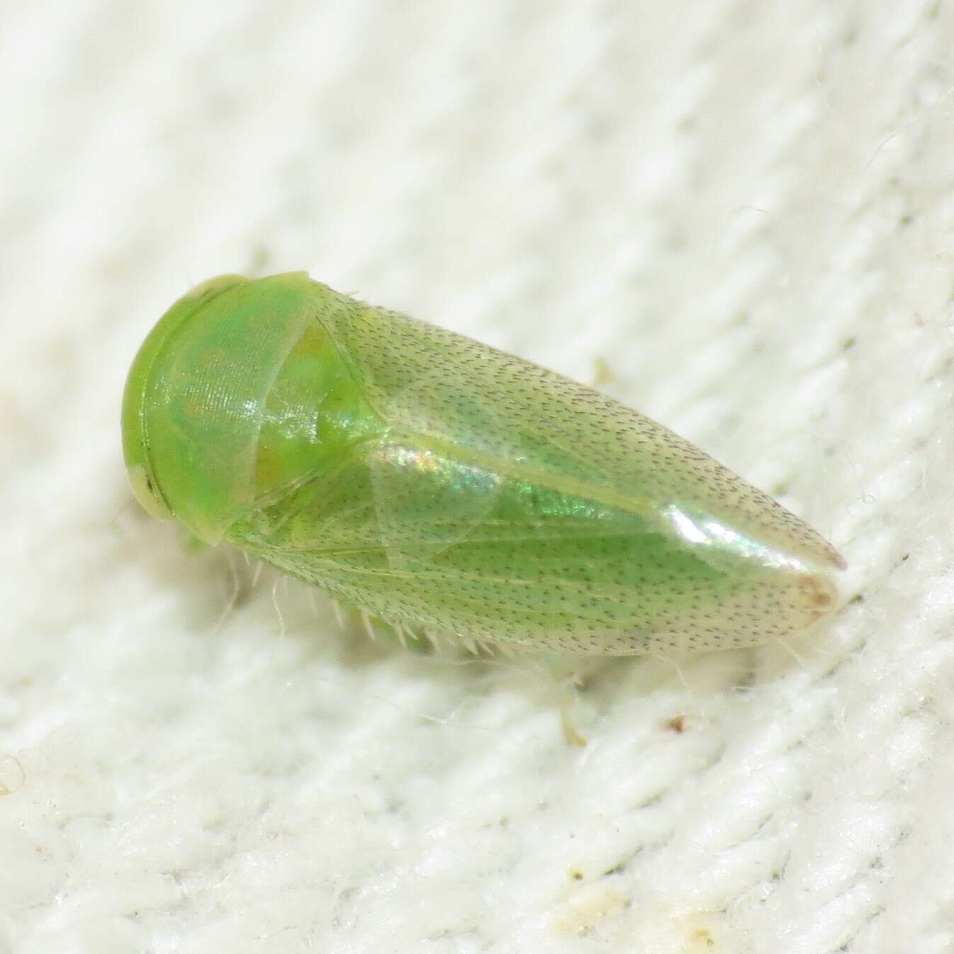 Image of Leafhopper