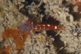 Image of Naude&#39;s pygmygoby