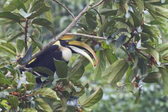 Image of Great Indian Hornbill