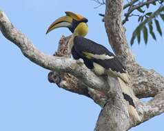 Image of Great Indian Hornbill