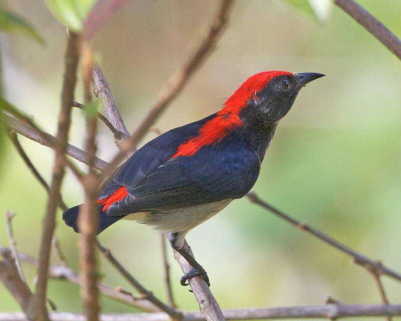 Image of Scarlet-backed Flowerpecker