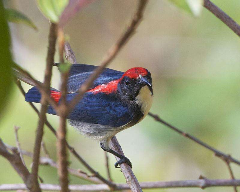 Image of Scarlet-backed Flowerpecker