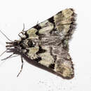 Image of marbled lichen carpet moth