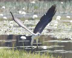 Image of White-bellied Sea Eagle