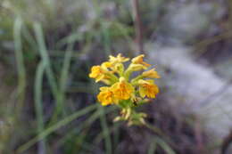 Cynorkis melinantha Schltr.的圖片