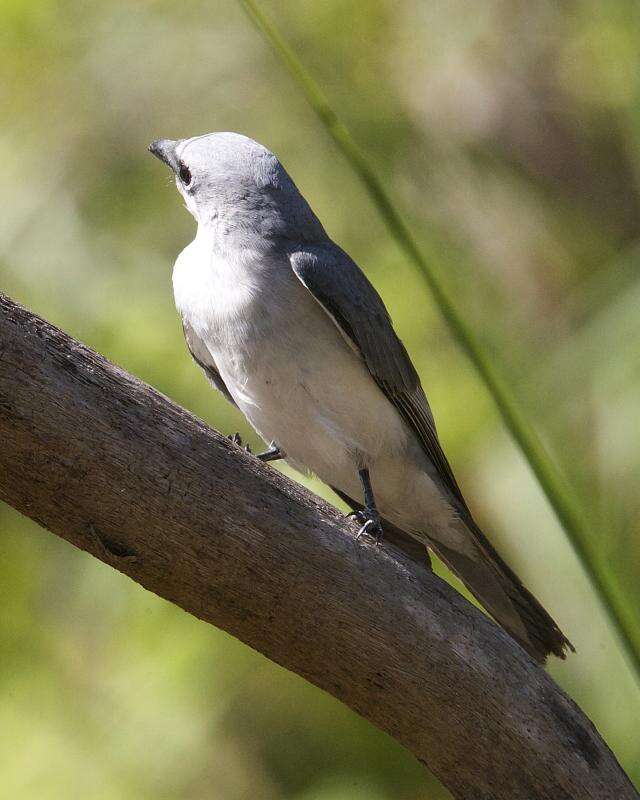 Imagem de Coracina papuensis (Gmelin & JF 1788)