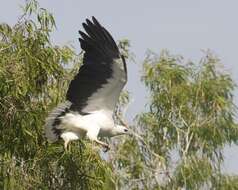 Image of White-bellied Sea Eagle