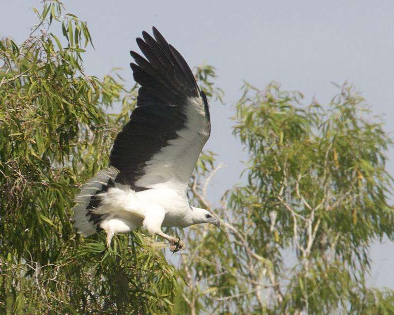 Image of White-bellied Sea Eagle