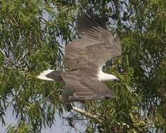 Image of White-bellied Sea Eagle