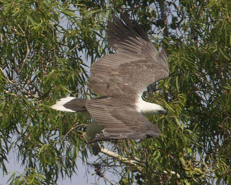 Image of White-bellied Sea Eagle