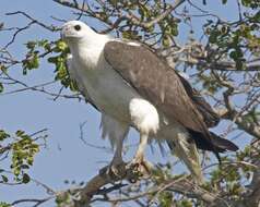 Image of White-bellied Sea Eagle