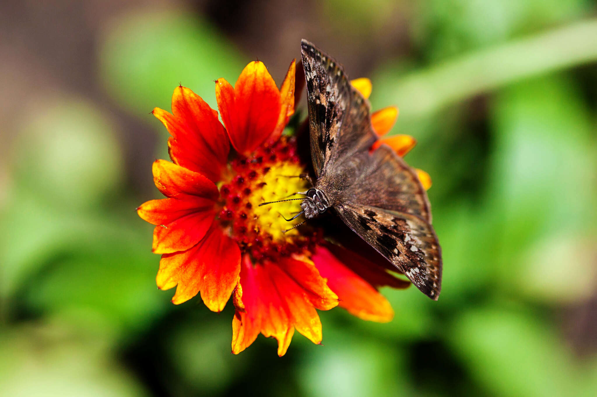 Image of Horace's Duskywing