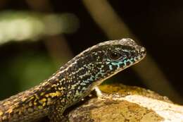 Image of Nicobar Island Skink