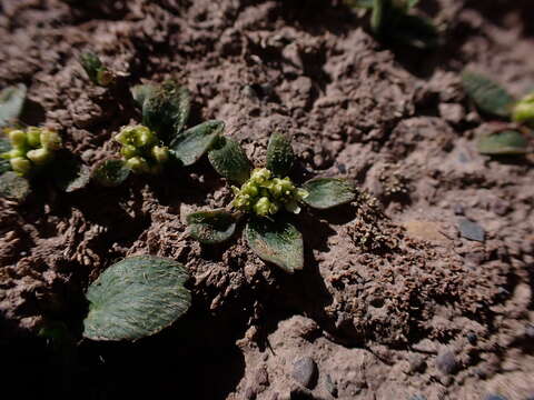 Imagem de Azorella biloba (Schltdl.) Wedd.