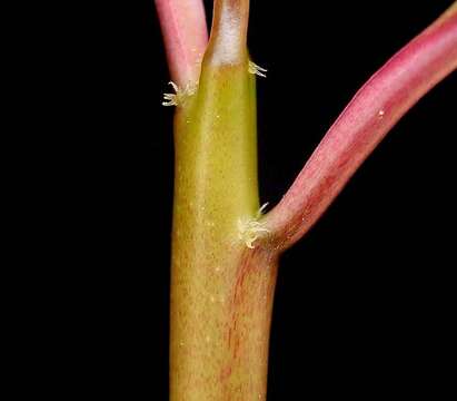 Image of Euphorbia geroldii Rauh