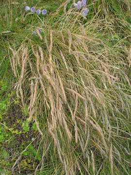 Image of Festuca coxii (Petrie) Hack.