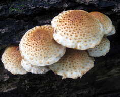 Image of Pholiota squarrosoides (Peck) Sacc. 1887