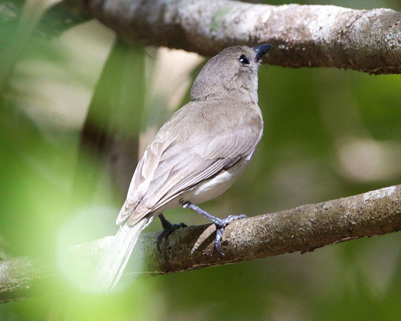 Слика од Pachycephala simplex Gould 1843