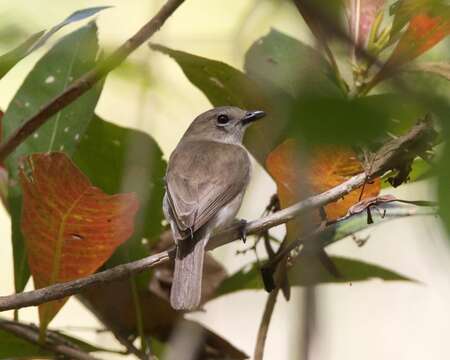 Image of Grey Whistler