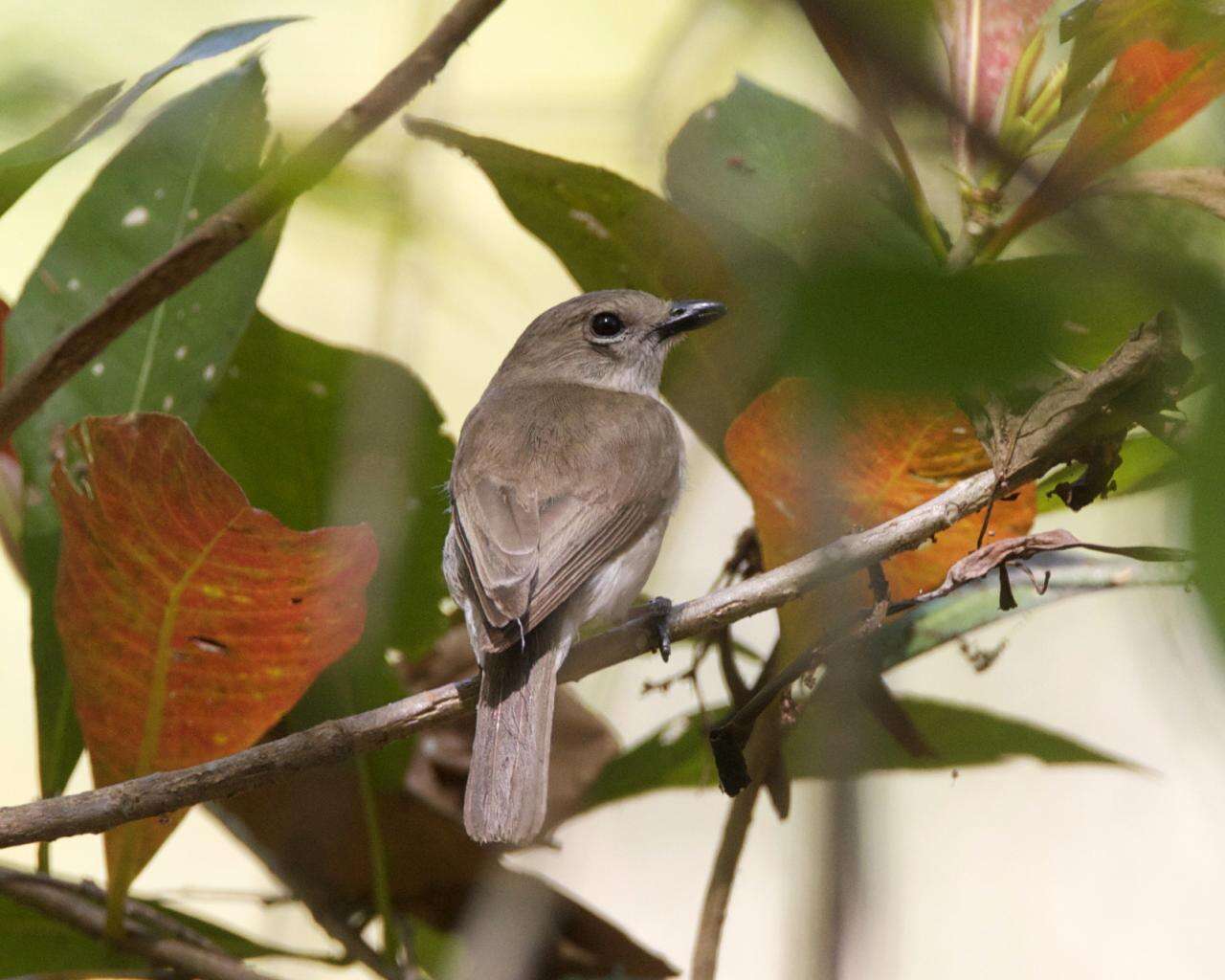 Слика од Pachycephala simplex Gould 1843