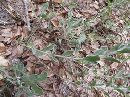 Image of Florida goldenaster