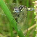 Image of Black Percher